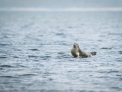 Floating harbour seal