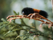 Woolly Bear Caterpillar 