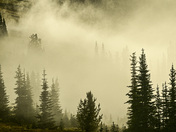 Mt Rainer National Park