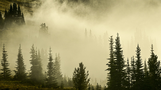 Mt Rainer National Park