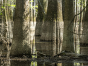 Congaree National Park