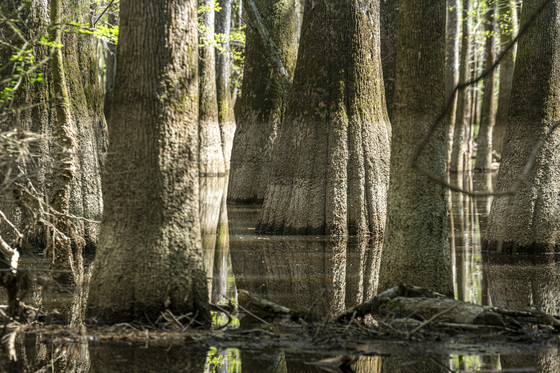 Congaree National Park
