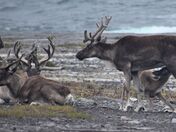 Herd of caribou at Point Riche Lighthouse in Port au Choix, Newfoundland.
