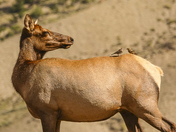 Mammoth hot springs YellowStone National Prak