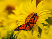 Sunflowers and monarch butterfly 