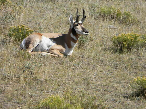 Yellowstone National Park