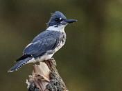 Belted Kingfisher