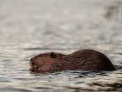 Beaver