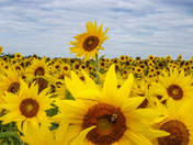 Sunflower field