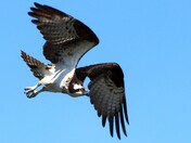 Osprey