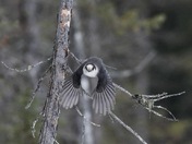Canada Jay