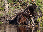 North American Beaver