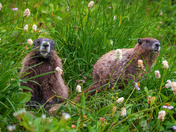 Mt. Rainier National Park
