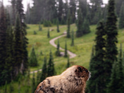 Mt. Rainier National Park