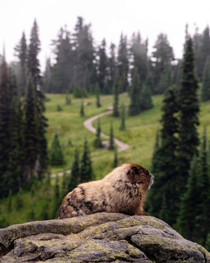 Mt. Rainier National Park