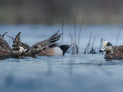 American Wigeon Pair Bonding