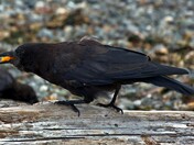 Crow At Picnic