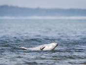 The Happiest of Seals