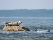 Lazy Harbor Seals