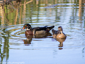Wood Ducks 2.0