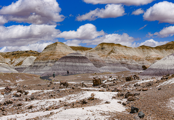 Petrified Forest National Park
