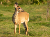 White Tailed Fawn