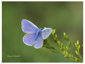 blue butterfly surprise