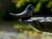 Birdbath