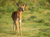 White Tailed Fawn -2