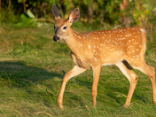 White Tailed Fawn -2