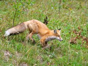 Red Fox
