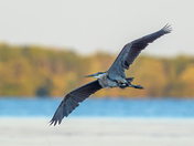 Great blue heron