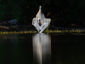 Great blue heron