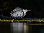 Great blue heron