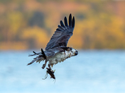 Osprey