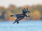 Osprey