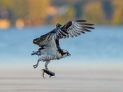 Osprey