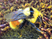 Bumblebees