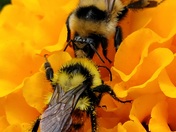 Bumblebees