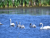 Trumpeter Swans On The Move