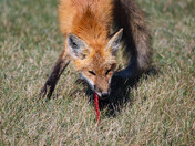 Don't Feed Me