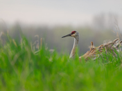 Sandhill Mama on a Windy Morning