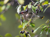 Berry-picking Cedar Waxwings