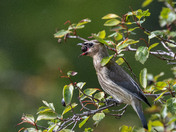 Berry-picking Cedar Waxwings