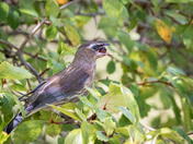 Berry-picking Cedar Waxwings