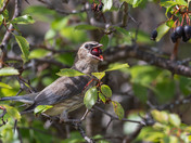 Berry-picking Cedar Waxwings