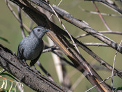 Gray Catbird