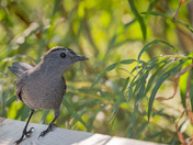 Gray Catbird