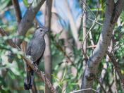 Gray Catbird