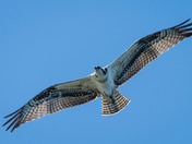 A close fly-over by a beautiful Osprey!
